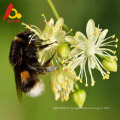 Miel d&#39;abeilles de tilleul vert sain